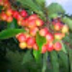 Pupuseria Salvadorena Las Veronica's